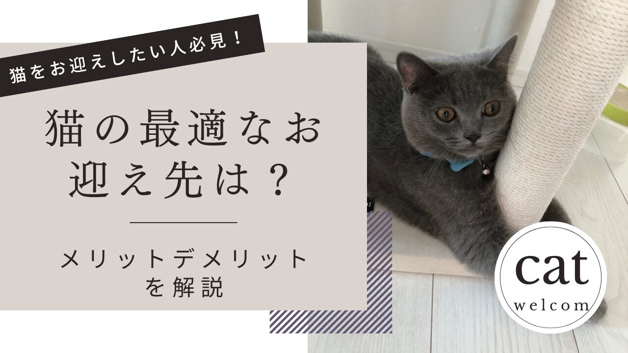 猫お迎え 譲渡 | 魅力開花で今よりをもっと自由に豊かに